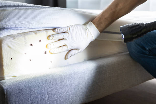 Flea Control Services in Kellogg, ID